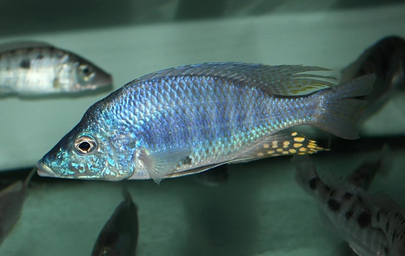 Aulonocara rostratum